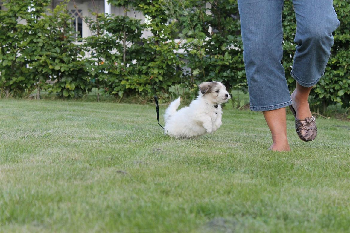 Coton de tulear Balou |Terroristen| billede 13