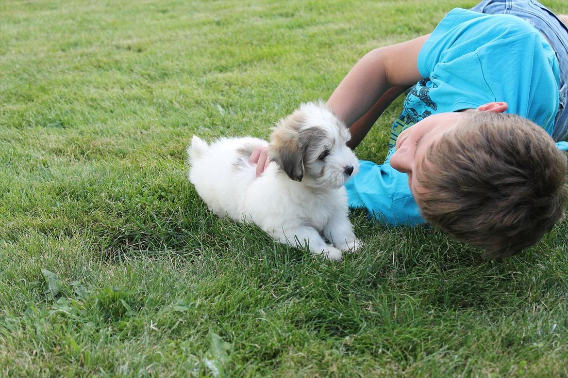 Coton de tulear Balou |Terroristen| billede 17