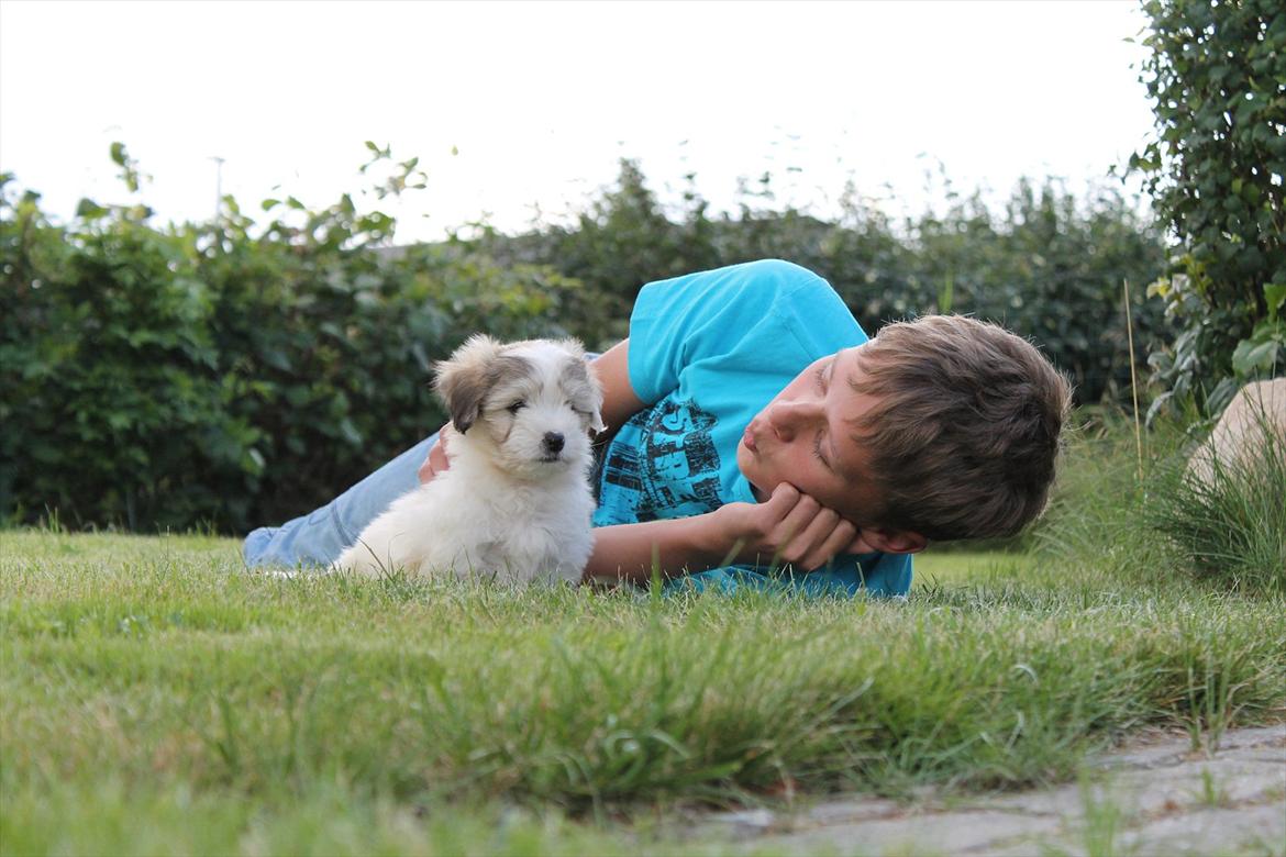 Coton de tulear Balou |Terroristen| billede 15