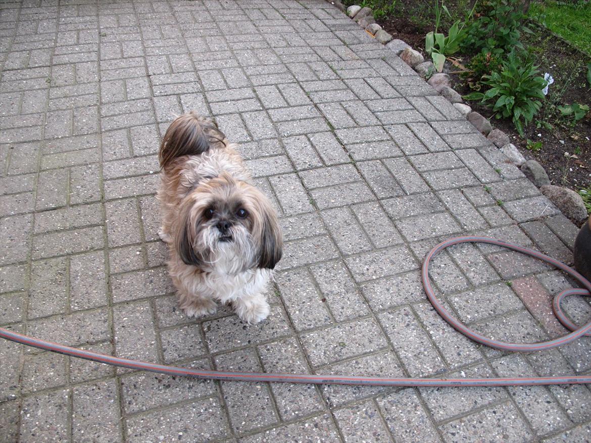 Lhasa apso Josephine ¤TYKKE¤ billede 4