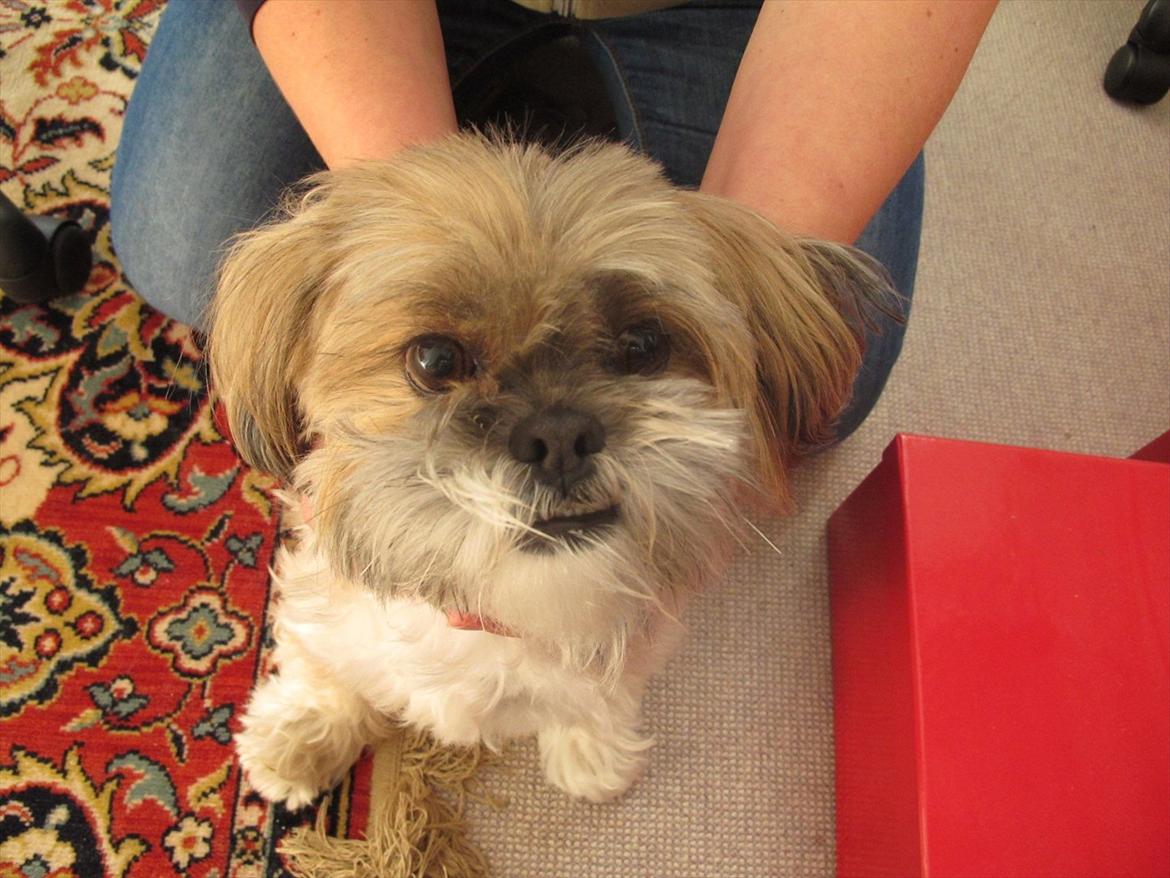 Lhasa apso Josephine ¤TYKKE¤ billede 5