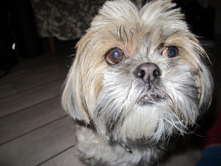 Lhasa apso Josephine ¤TYKKE¤ billede 6