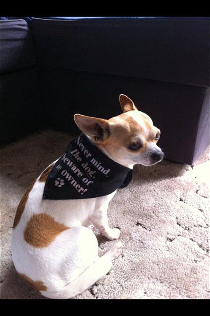 Chihuahua Fucchi billede 1