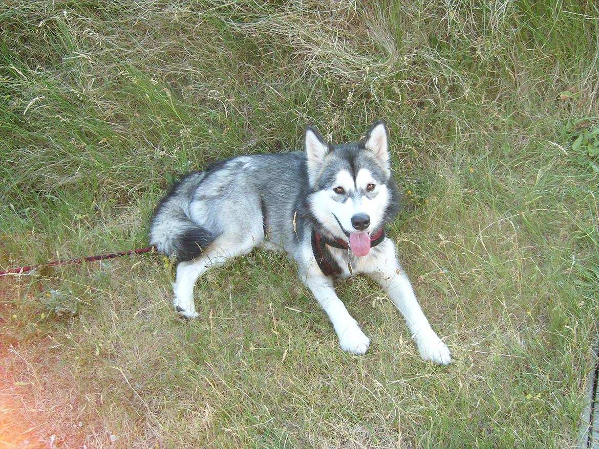 Alaskan malamute Sally billede 2