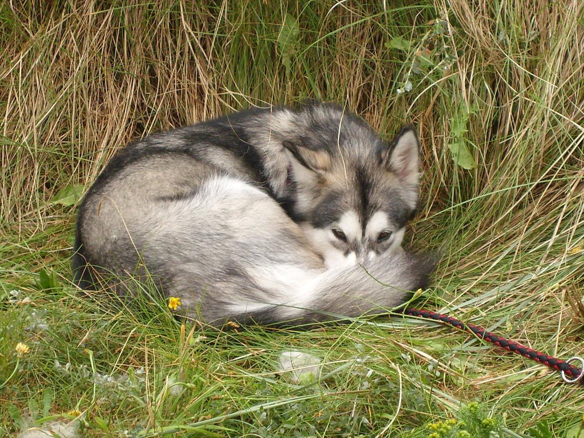 Alaskan malamute Sally billede 3