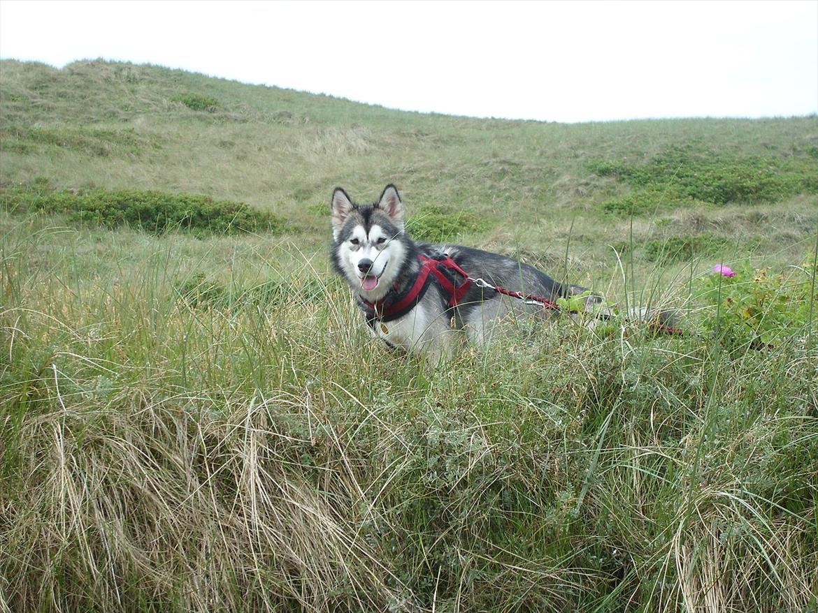 Alaskan malamute Sally billede 4