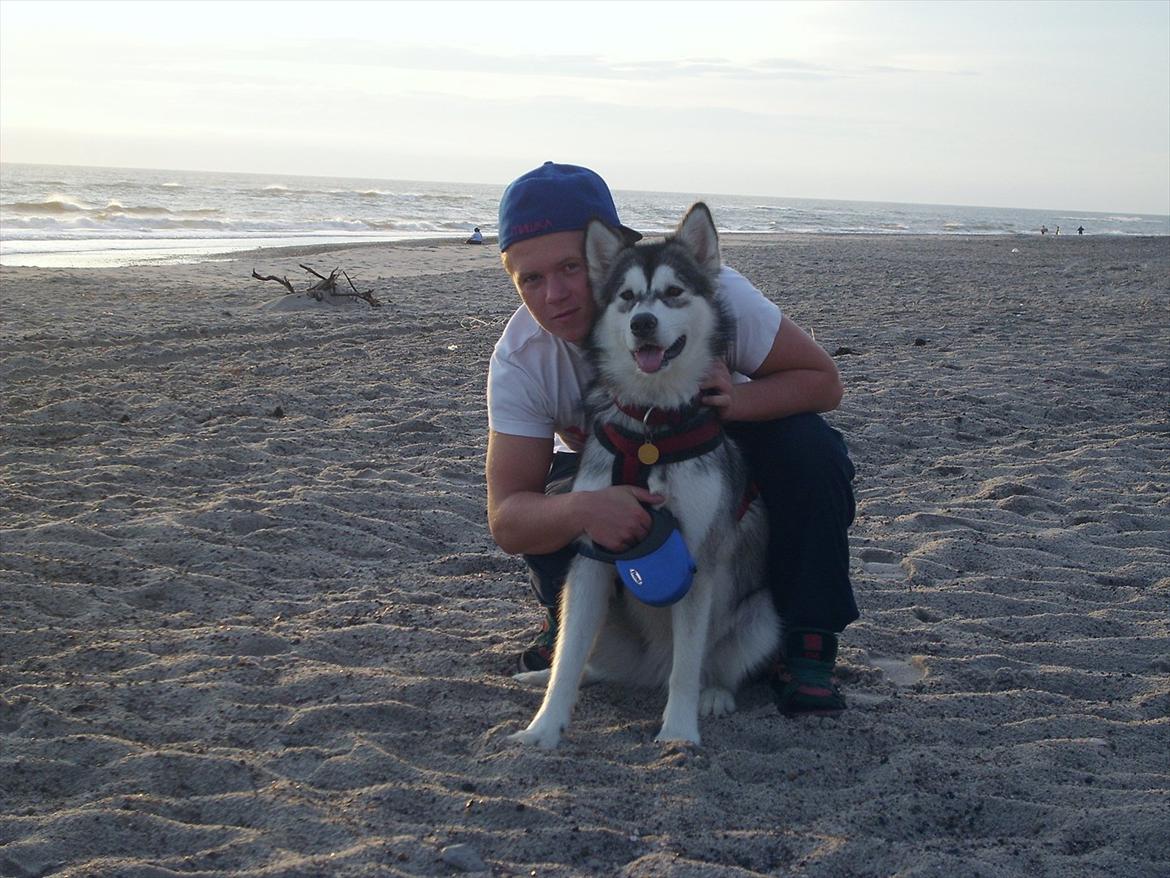 Alaskan malamute Sally billede 5