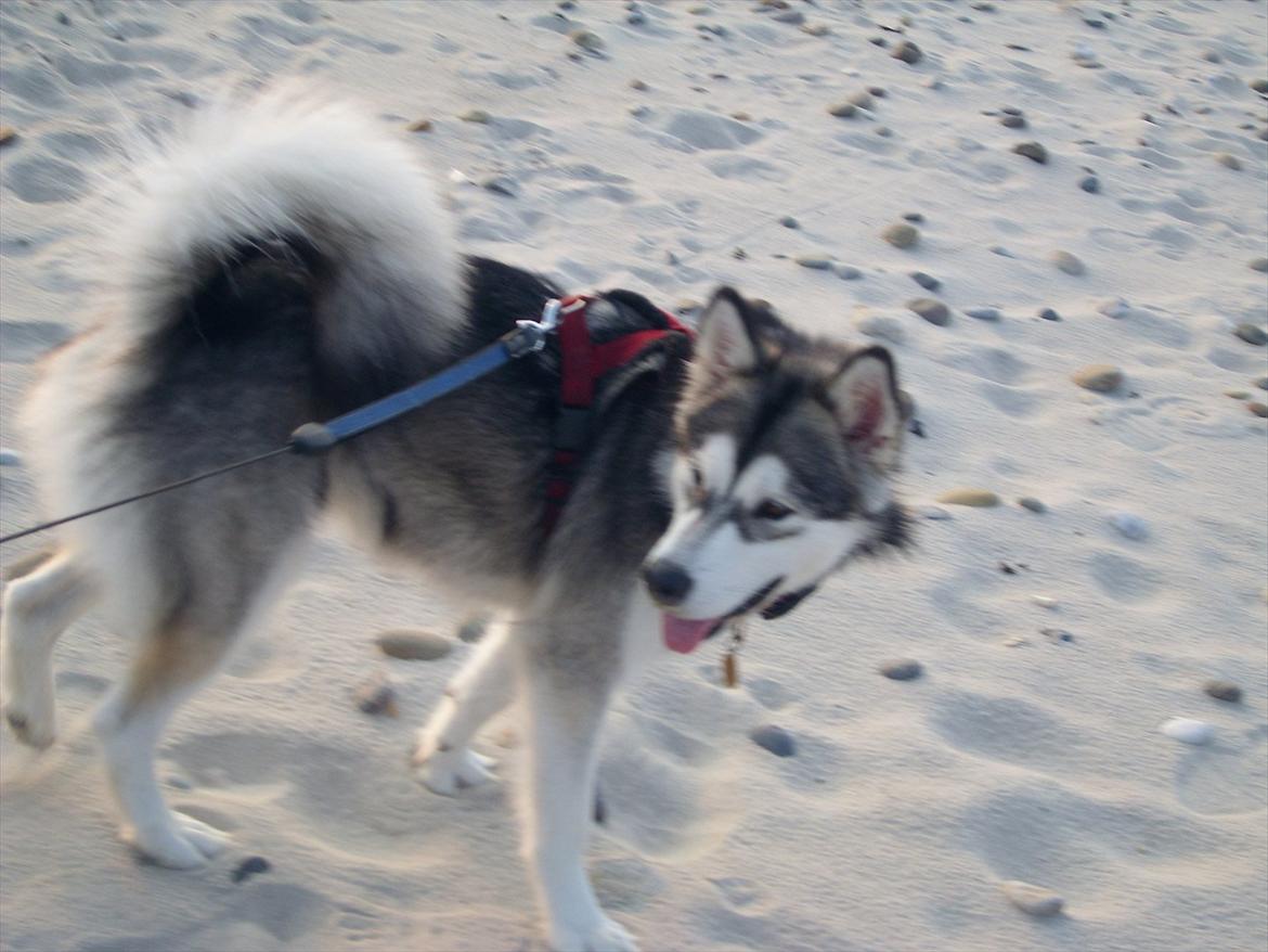 Alaskan malamute Sally billede 6