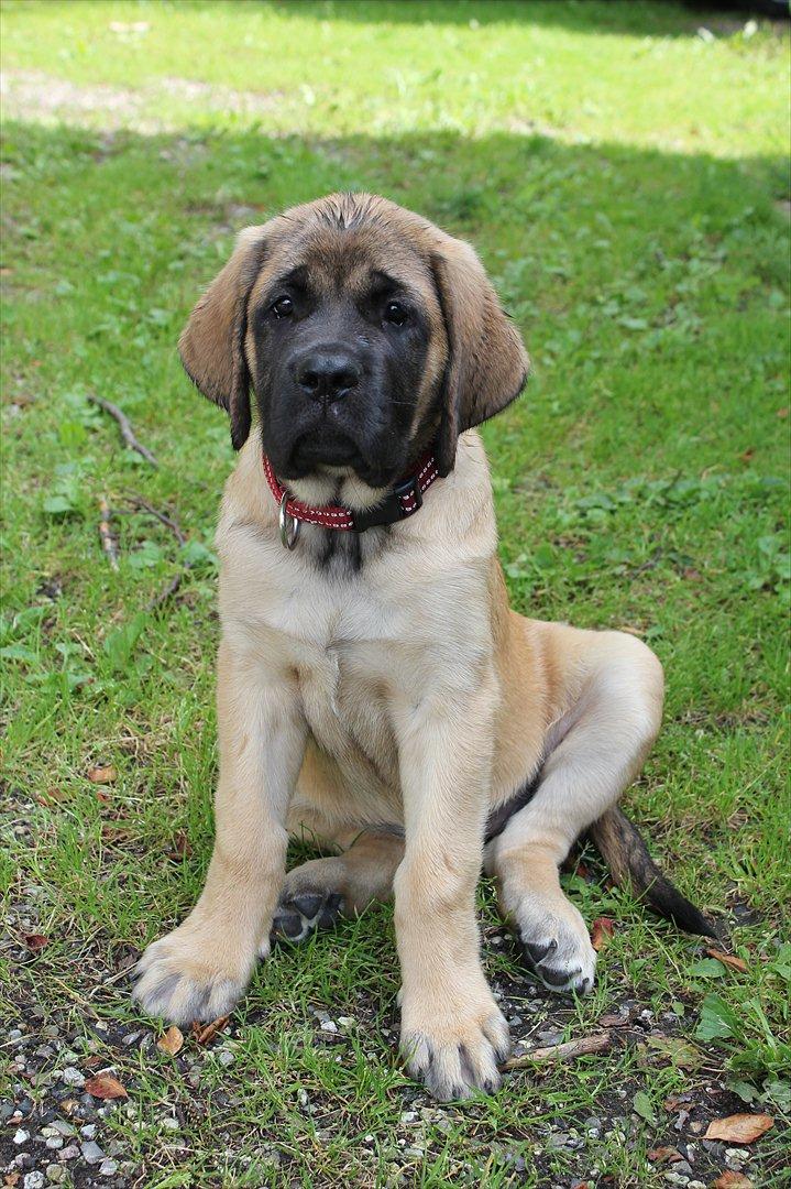 Mastiff Casa de Labranza´s Belicia "Bertha" - 11 uger billede 23