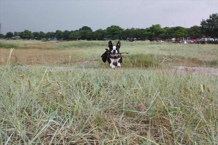 Boston terrier Conrad billede 20