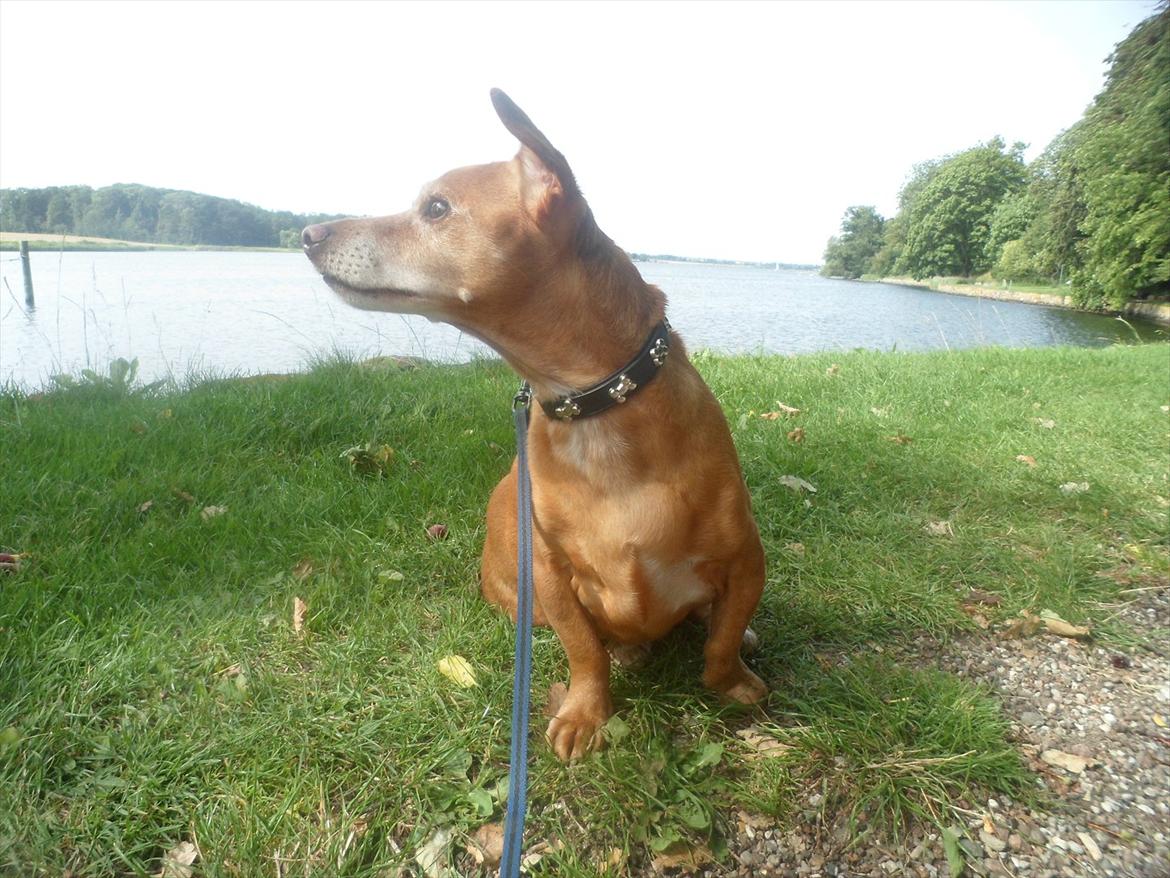 Blanding af racer Thayson R.i.p <3<3<3 billede 11