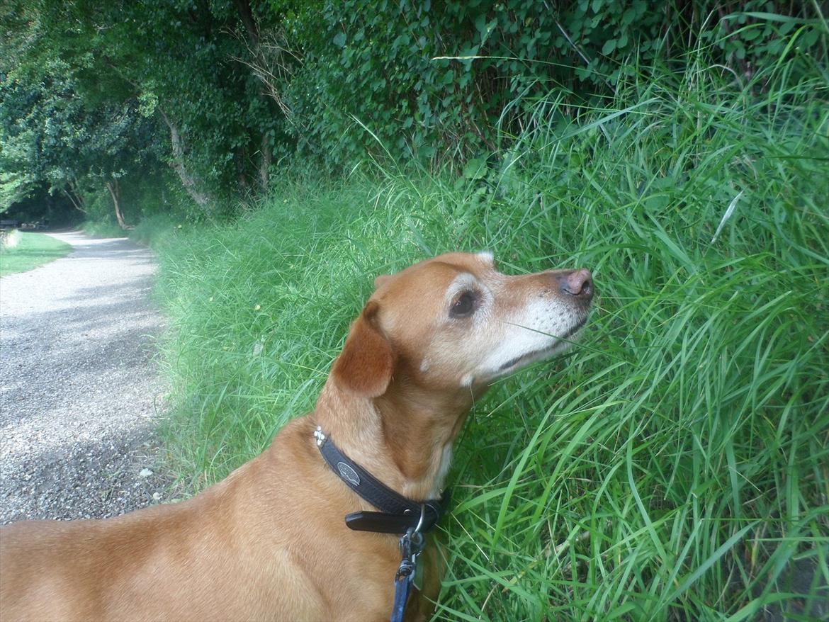 Blanding af racer Thayson R.i.p <3<3<3 billede 12