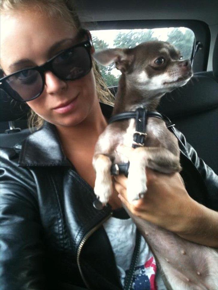 Chihuahua Kayla billede 9