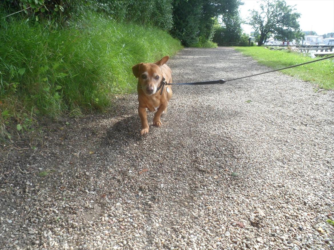 Blanding af racer Thayson R.i.p <3<3<3 billede 13