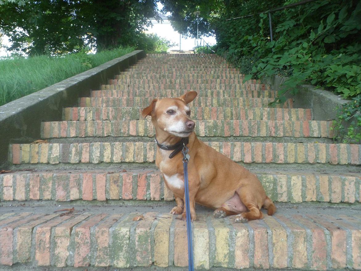 Blanding af racer Thayson R.i.p <3<3<3 billede 14