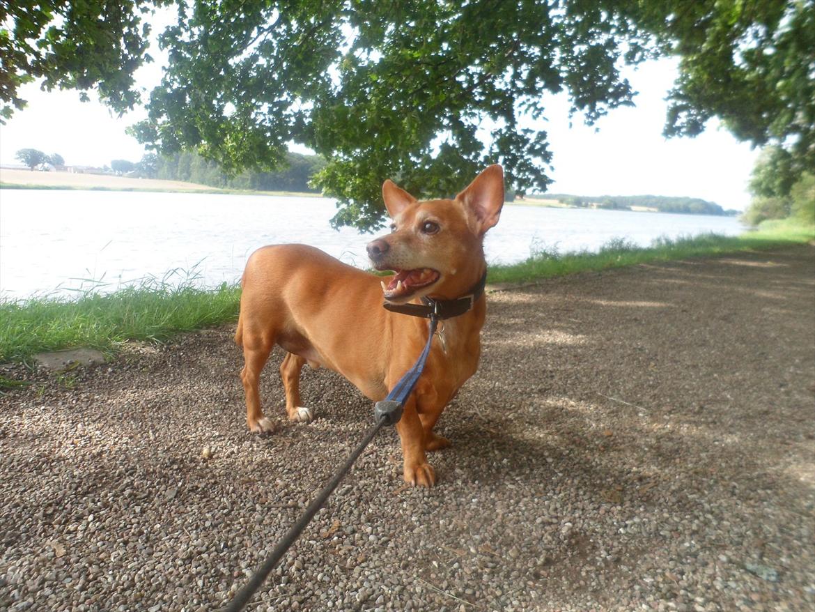 Blanding af racer Thayson R.i.p <3<3<3 billede 15