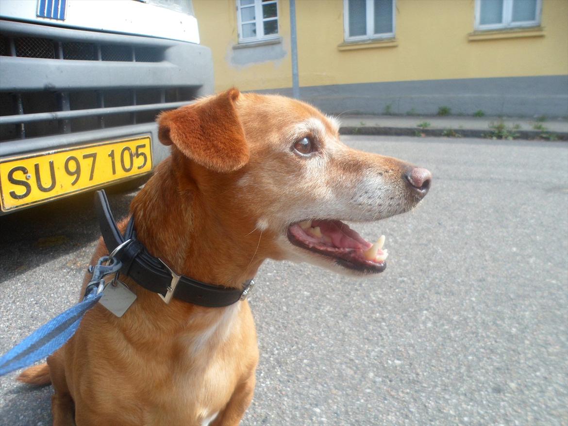 Blanding af racer Thayson R.i.p <3<3<3 billede 16