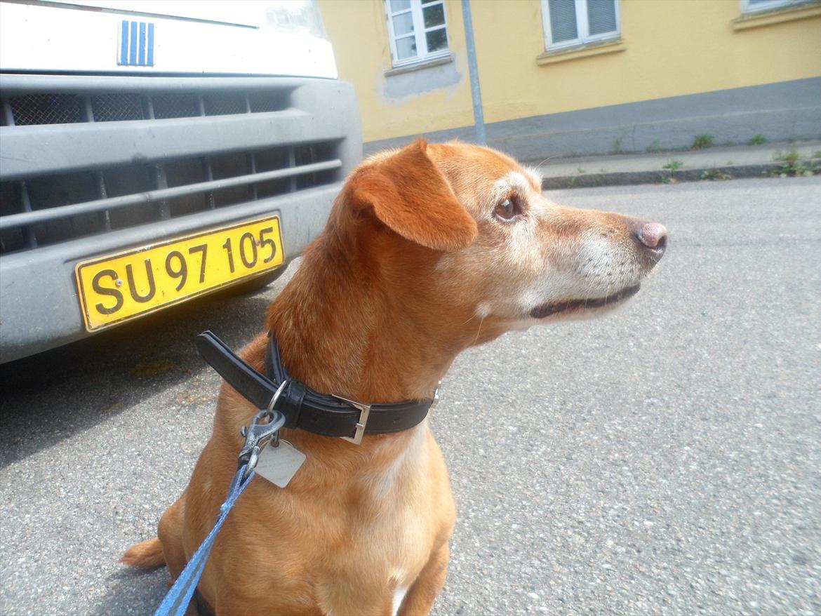 Blanding af racer Thayson R.i.p <3<3<3 billede 17