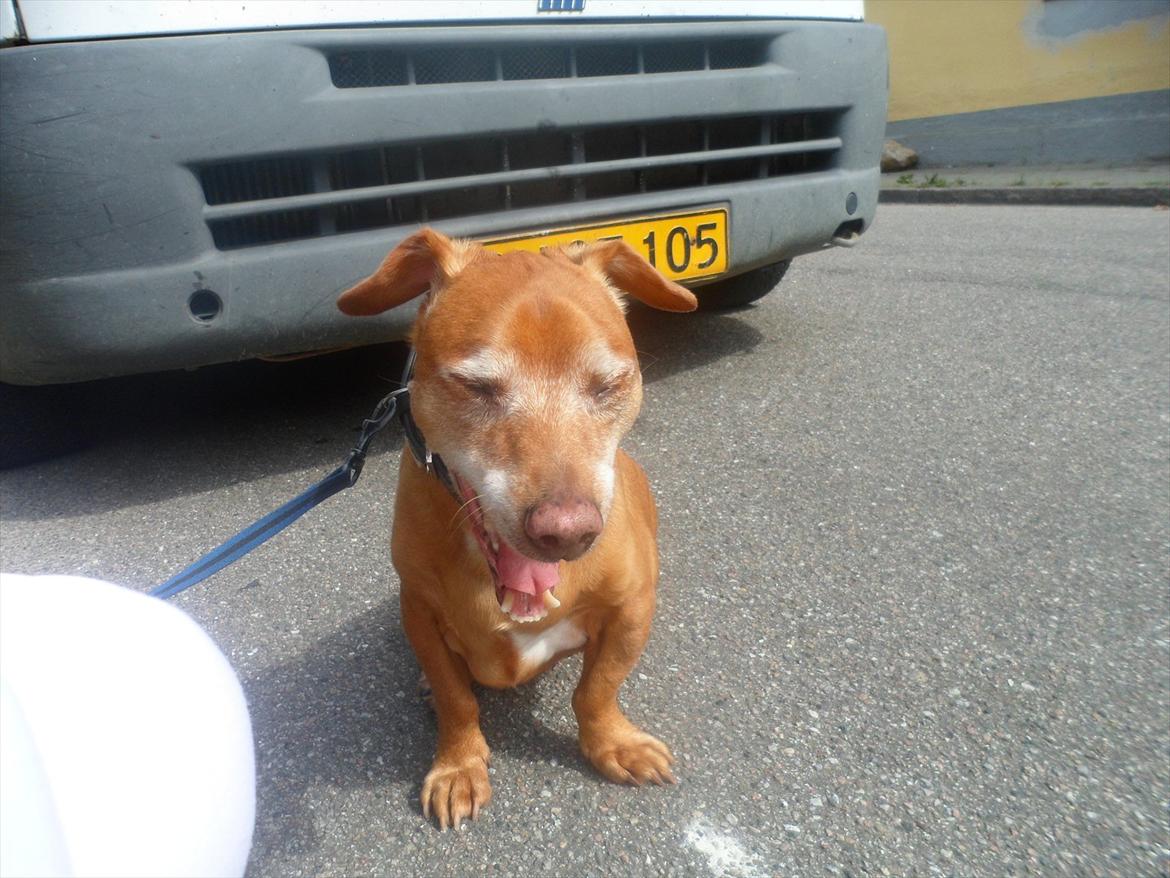 Blanding af racer Thayson R.i.p <3<3<3 billede 18