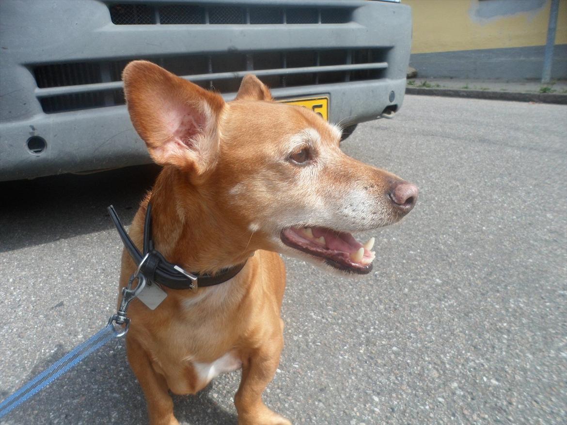 Blanding af racer Thayson R.i.p <3<3<3 billede 19