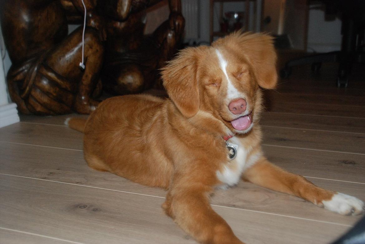 Nova scotia duck tolling retriever Buffy - Buffy 18 uger :) billede 7