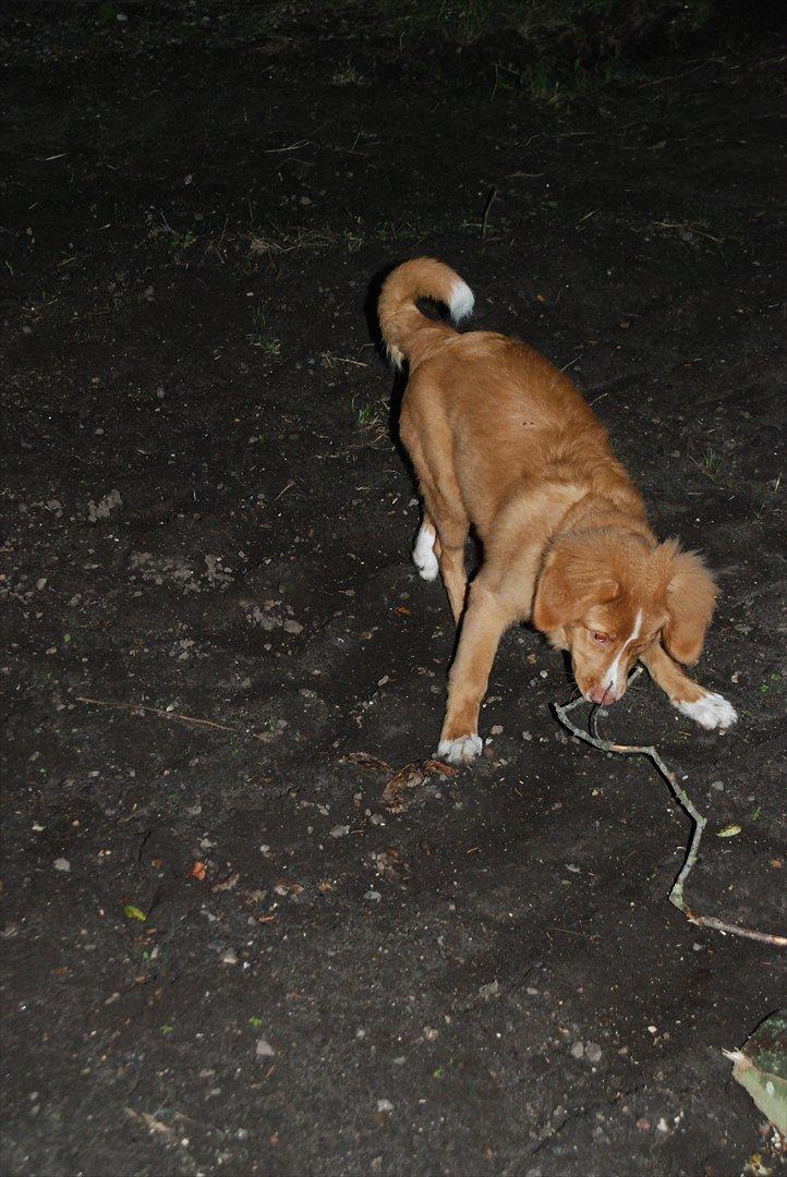 Nova scotia duck tolling retriever Buffy - Buffy 18 uger :) billede 8