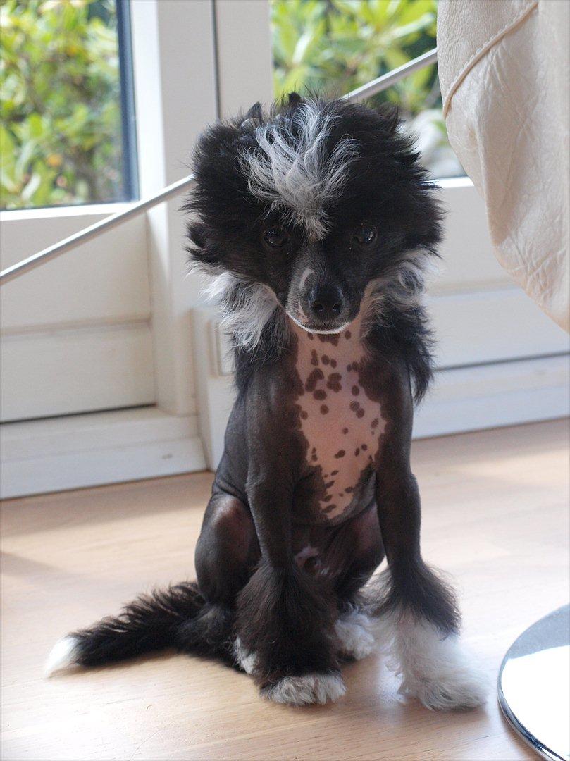 Chinese crested hårløs Misella´s Rex <3 billede 2