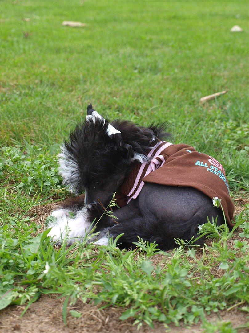 Chinese crested hårløs Misella´s Rex <3 billede 3