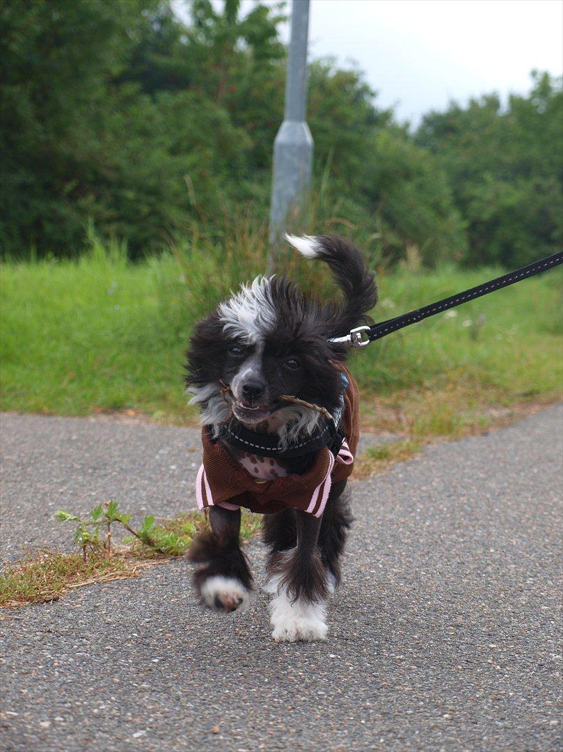 Chinese crested hårløs Misella´s Rex <3 billede 4