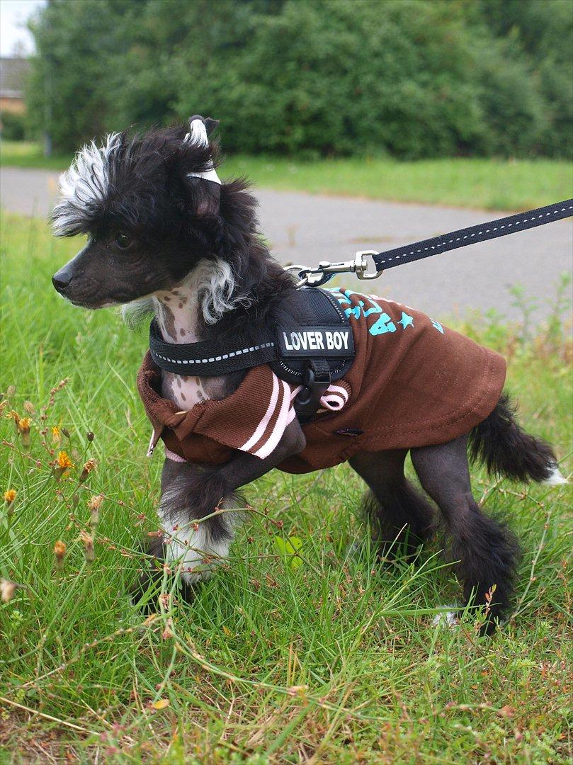 Chinese crested hårløs Misella´s Rex <3 billede 5