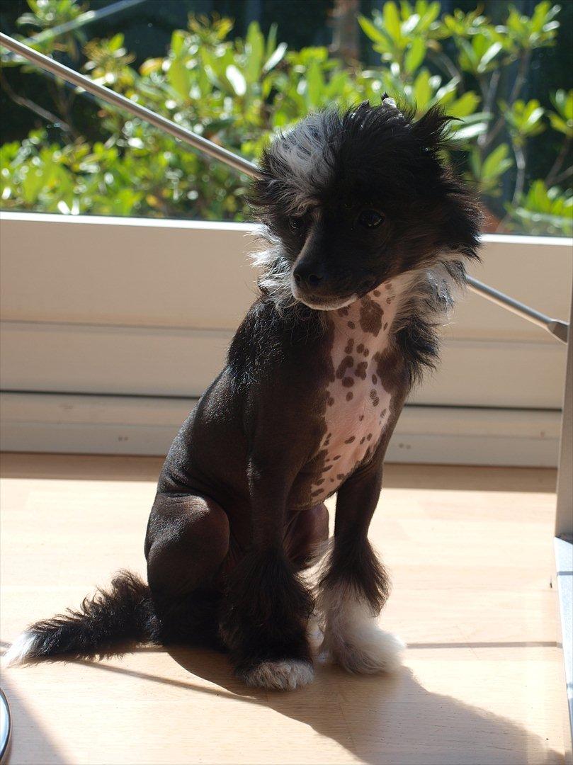 Chinese crested hårløs Misella´s Rex <3 billede 6