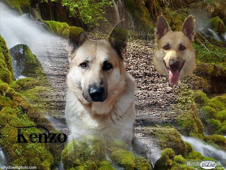 Schæferhund Kenzo billede 12