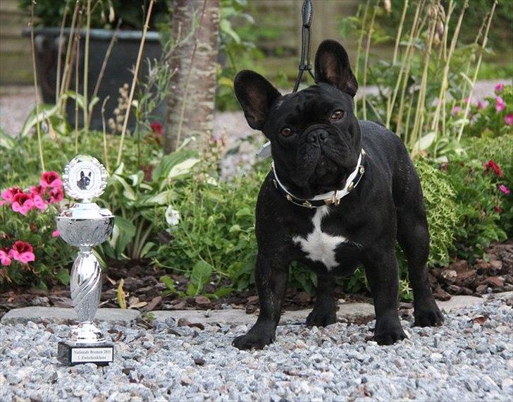 Fransk bulldog JCH Doran´s Jongleur billede 1