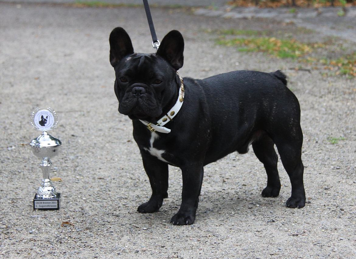 Fransk bulldog JCH Doran´s Jongleur billede 2