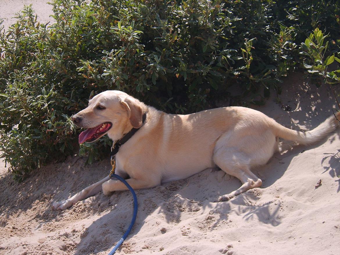 Blanding af racer Bailey - Tager lige en slapper efter at ha gravet hele Råbjerg Mile op... billede 1