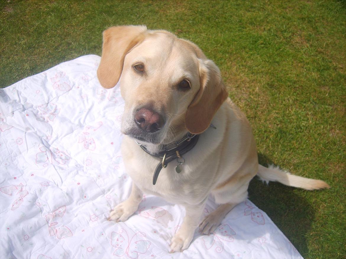 Blanding af racer Bailey - Livet er skønt:0) billede 2