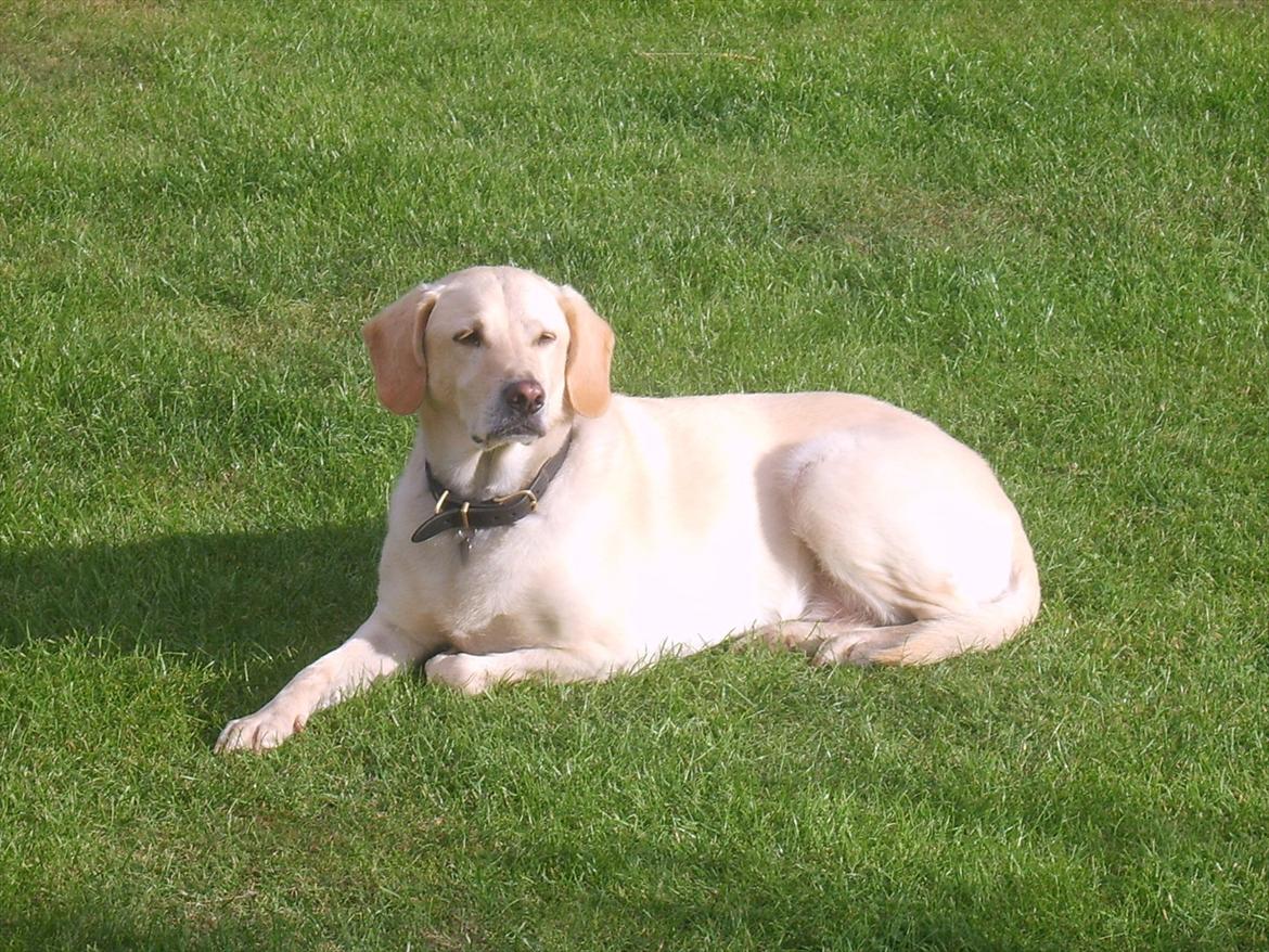 Blanding af racer Bailey - Er jeg ikke dejlig? billede 3