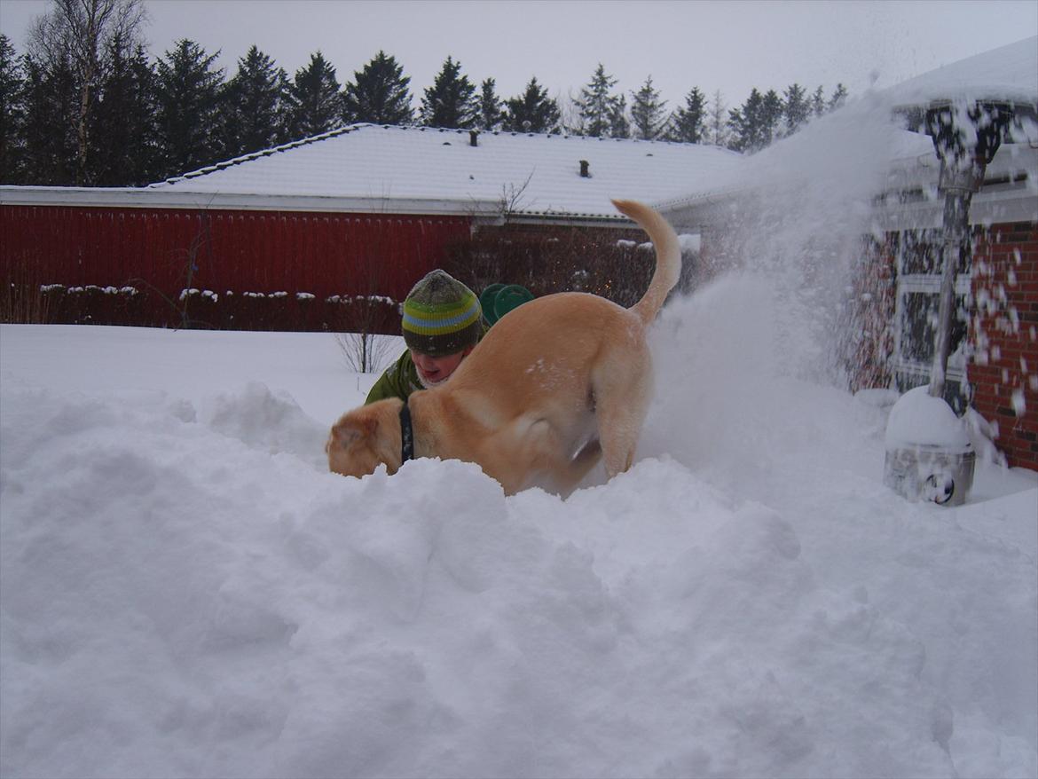 Blanding af racer Bailey - Så "musser" vi i sneen. Elsker det...(at "musse" er at grave...rigtigt meget) billede 4