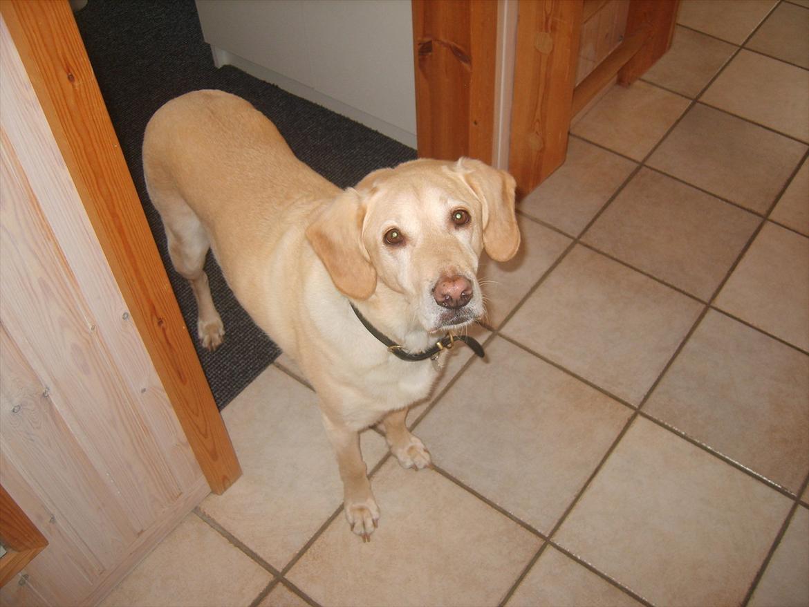 Blanding af racer Bailey - Pys pys... billede 5