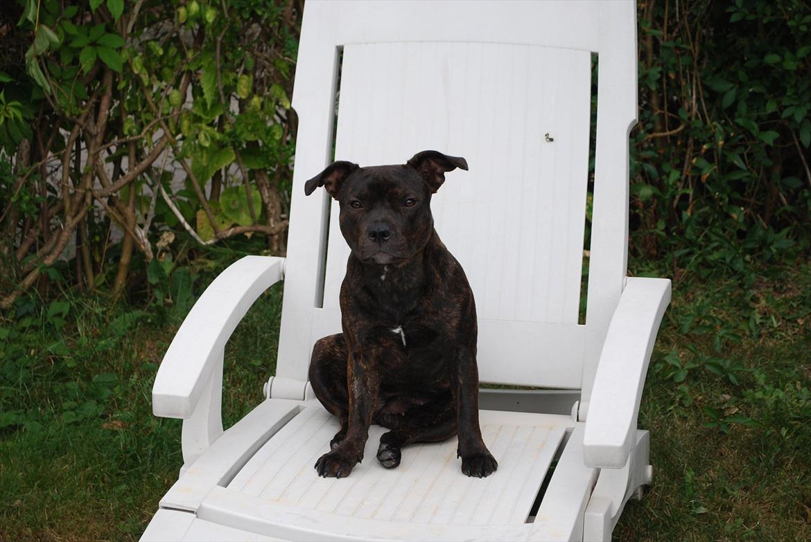 Staffordshire bull terrier Coco - Her sidder jeg og nyder solen billede 18
