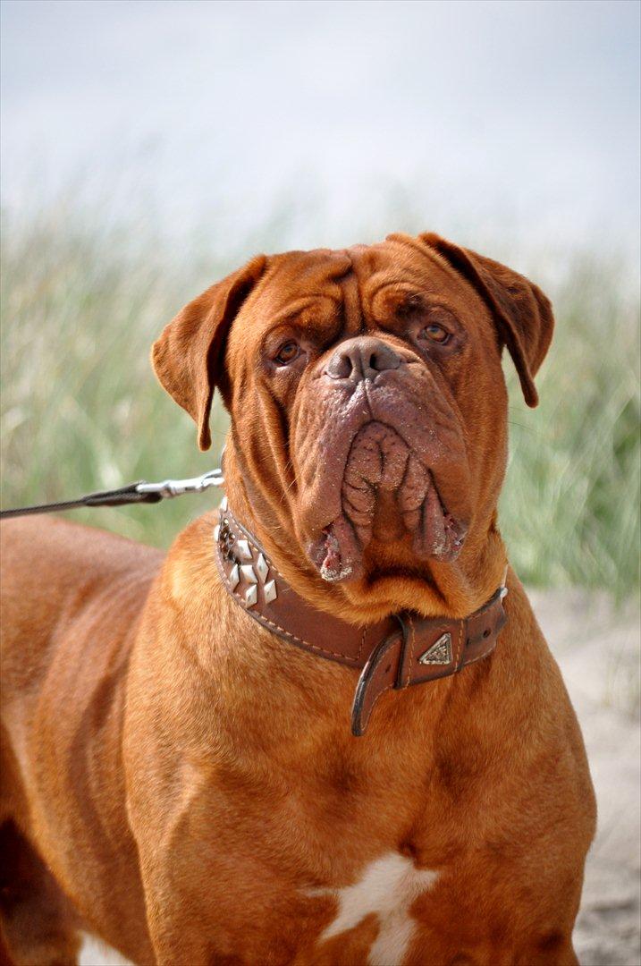 Dogue de bordeaux Rock - Verdens smukkeste hund <3 <3 billede 1