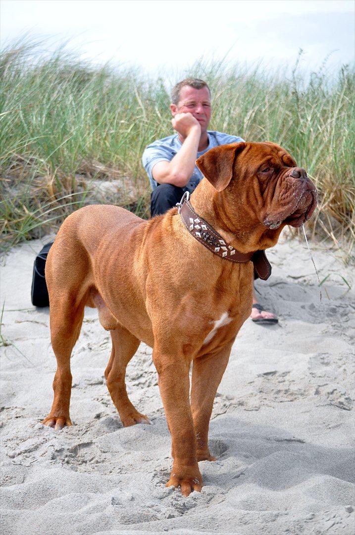 Dogue de bordeaux Rock - Årh, min søde savle hund :-D billede 10