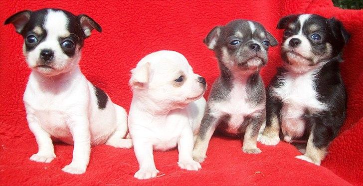 Chihuahua Over The Rainbow Of Varius Canis ** Rambo ** - Rambo og søskende billede 2