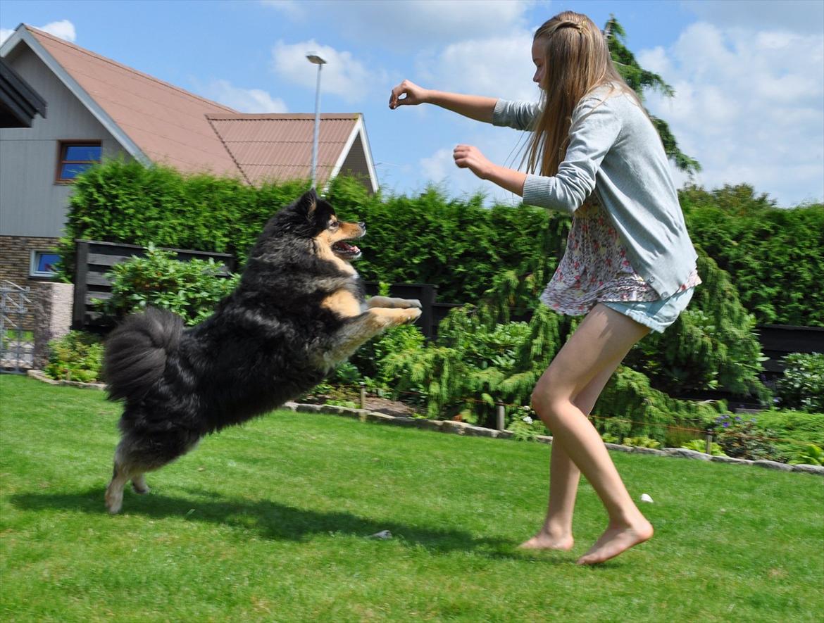 Finsk lapphund  Finda Windy billede 20