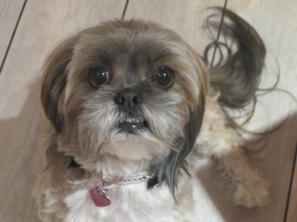 Lhasa apso Josephine ¤TYKKE¤ billede 7