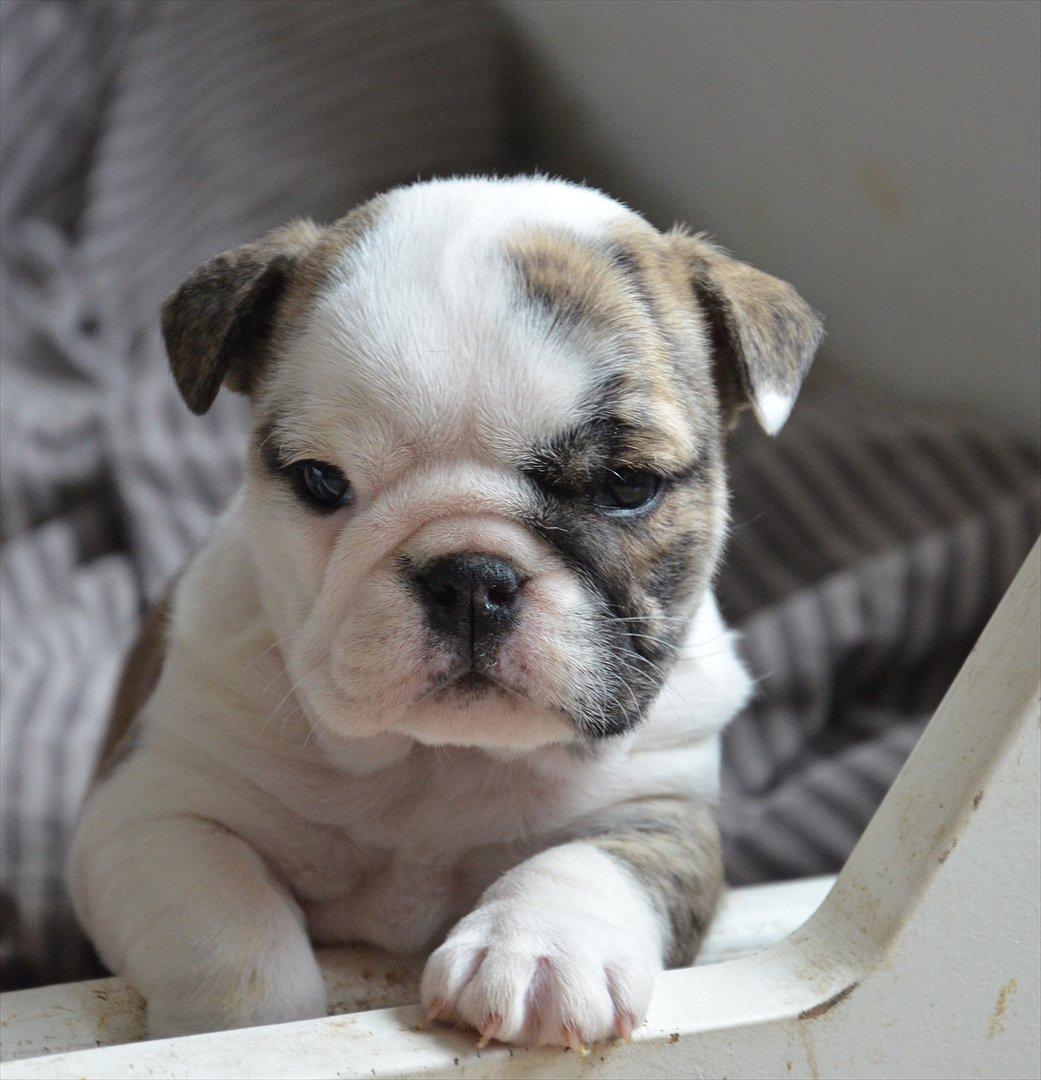 Engelsk bulldog Nifi billede 3