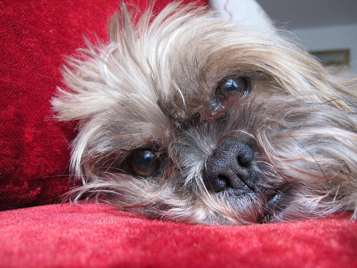 Lhasa apso Josephine ¤TYKKE¤ billede 12