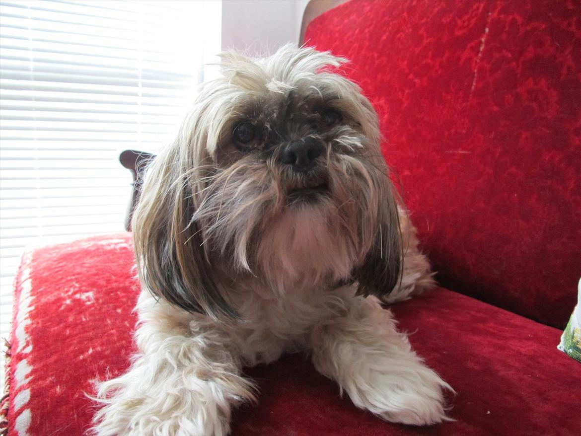 Lhasa apso Josephine ¤TYKKE¤ billede 16