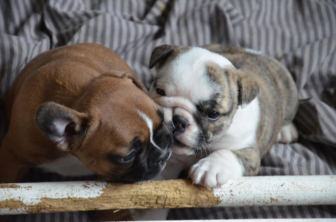 Engelsk bulldog Nifi billede 6