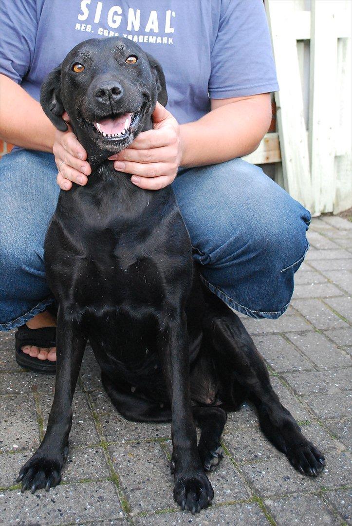 Labrador retriever Molly*R.I.P.* - Midt i nydningen :o) 7. august 2011 billede 14